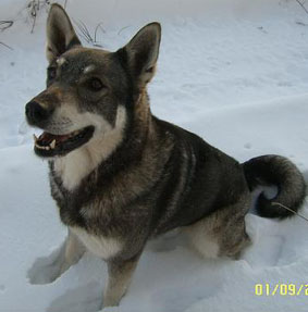 Kajsa Warg